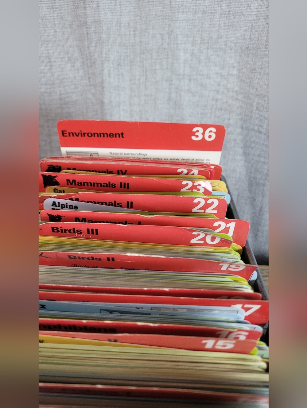 Vintage 70s Safari Cards Animal Flash Cards 700±